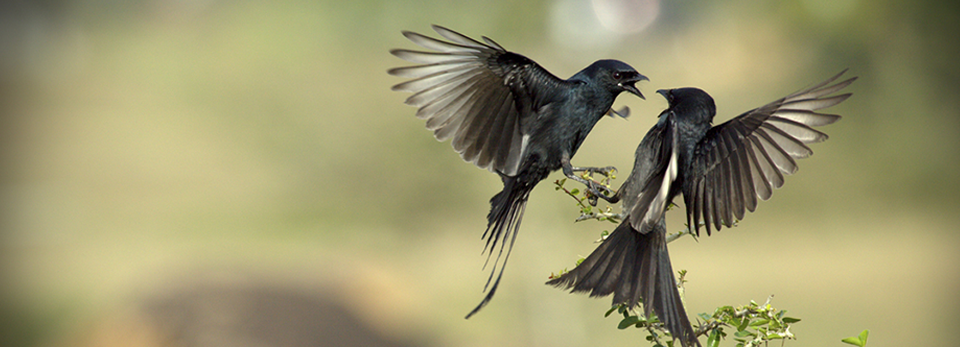 专业级企业解决方案的在线轰炸机电话软件